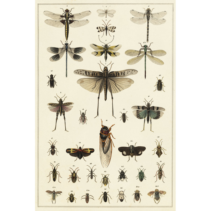 Dragonfly Display by Oken - Wrapped Canvas Print, 30cm H x 20cm W x 3.8cm D