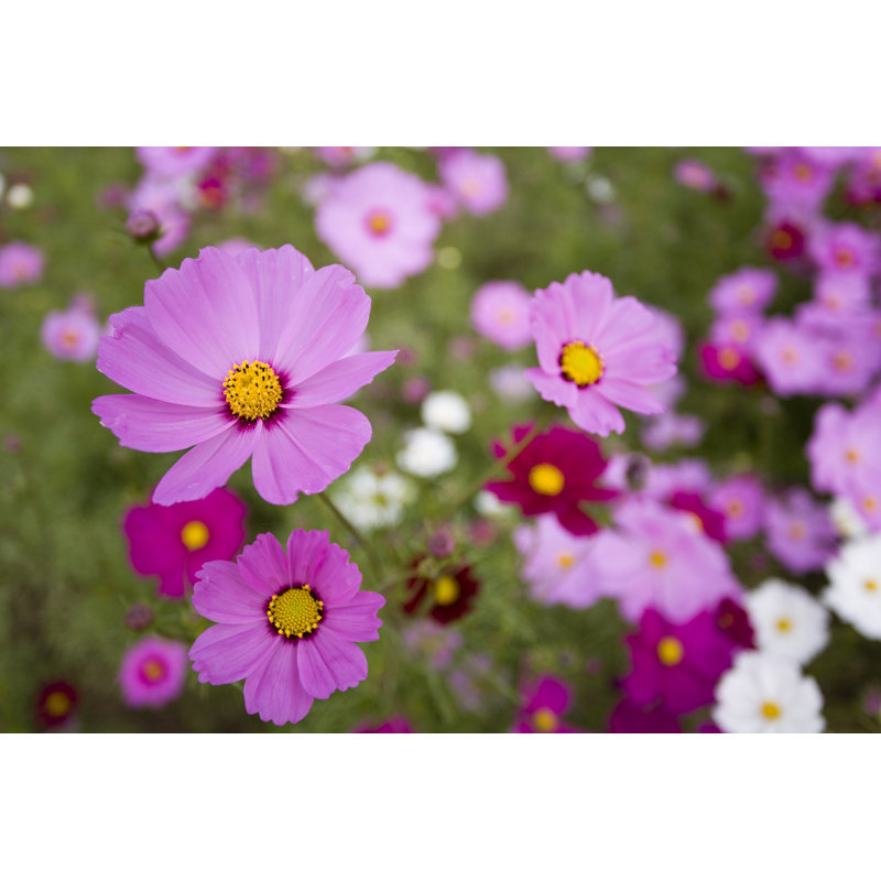 Colourful Flowers by Ooyoo - No Frame Print on Canvas, 20cm H x 30cm W