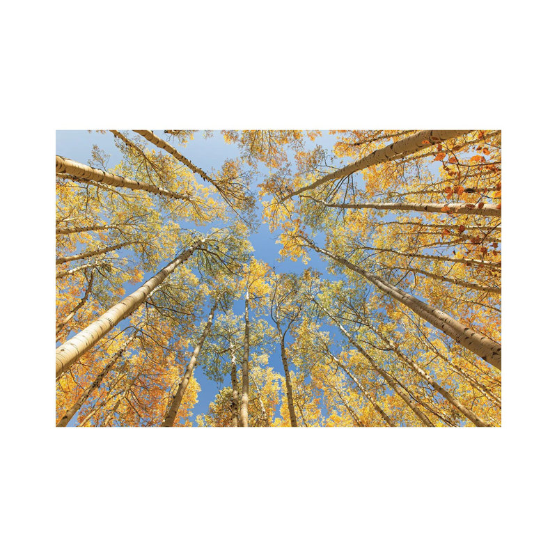 Looking Up - Golden Aspens by Ann Hudec - Wrapped Canvas Print, 20.32 cm H x 30.48 cm W
