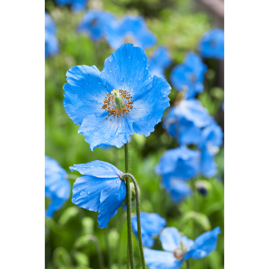 Meconopsis Blue Poppy von Lucentius - Druck auf Leinwand ohne Rahmen