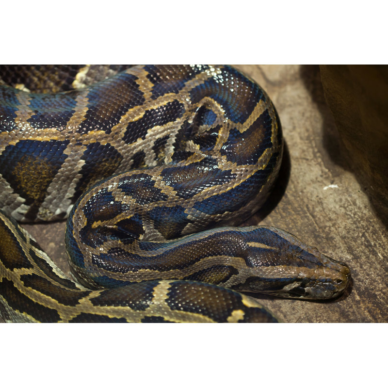 " Burmese Python " by Wrangel, 32" H x 48" W