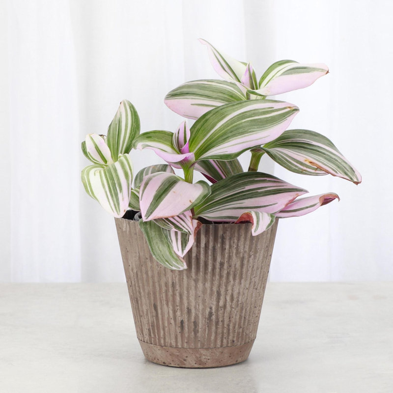 Live Tradescantia Nanouk Plant, Coffee