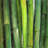 bamboo - 32"x32" art on canvas