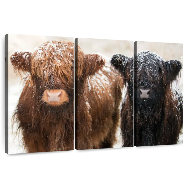 Brampt Hairy Highland Cows, H 20 po x l 33 po