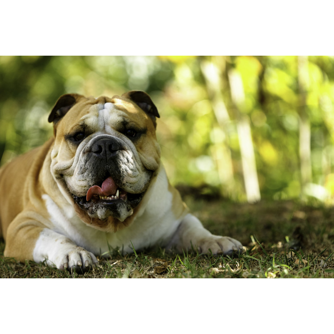 Reine Englische Bulldogge im Gras liegend