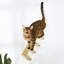 Ensemble d'escaliers muraux pour chat, échelle pour chat en bois de pin avec corde en sisal, tablettes d'escalade peu encombrantes pour chats