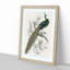 Majestic Peacock by Sir William Jardine - Picture Frame Art Print-55760557-55760558
