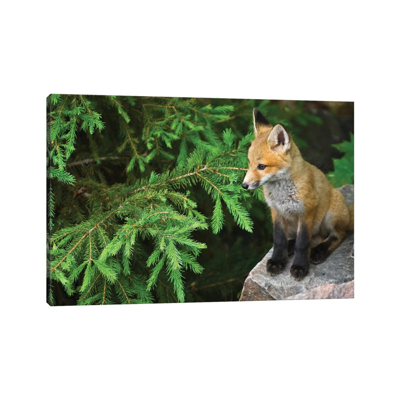 Killarney Provincial Park. Young Red Fox On Rock. by Jaynes Gallery - Wrapped Canvas Gallery-Wrapped Canvas Giclée