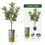Arbre artificiel en fleur noire et blanche-104345525