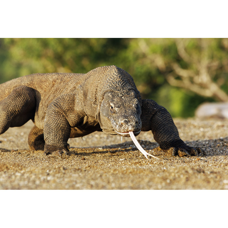 Closeup Of Komodo Dragon - Wrapped Canvas Print, 20cm H x 30cm W