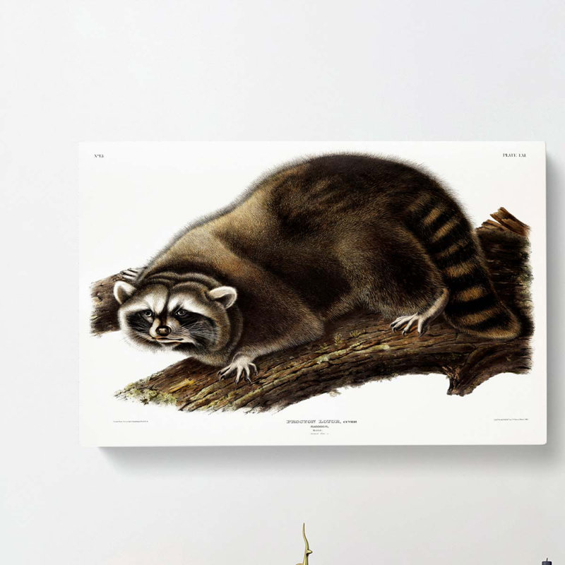 Raccoon - Wrapped Canvas, 60cm H x 91cm W x 3cm D