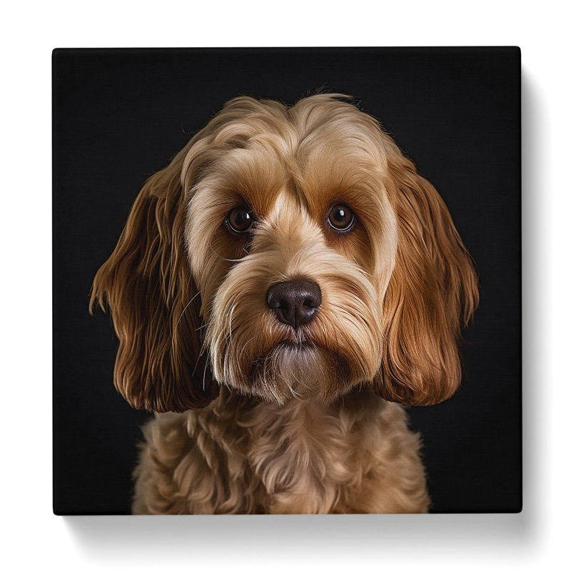 Cockapoo Photograph - No Frame Print