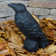 Raven Statue