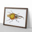 Hercules Beetle by George Shaw - Picture Frame Graphic Art Print-55641724-55641725