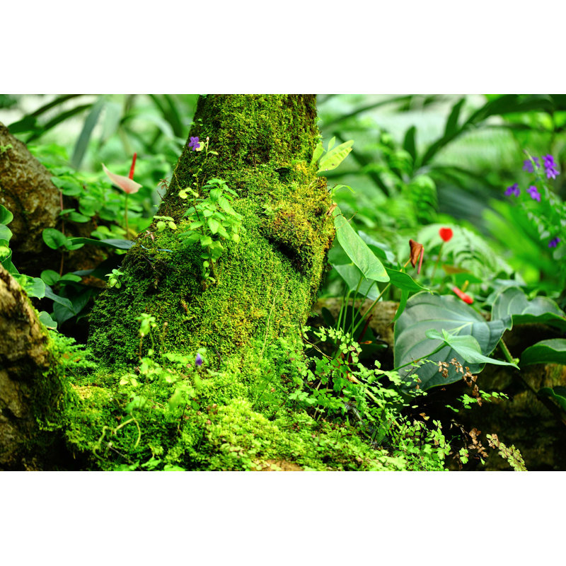 «Tropical Rainforest Landscape» par Leungchopan, photographie sur toile tendue, L 12 po x H 8 po