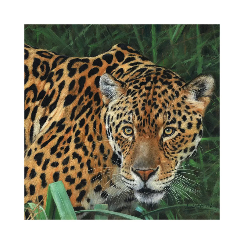 Jaguar Big Cat II by David Stribbling - Gallery-Wrapped Canvas Giclée on Canvas, Wrapped Canvas, 30.48 cm H x 30.48 cm W