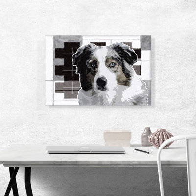 " Australian Shepard Dog Breed Black White "
