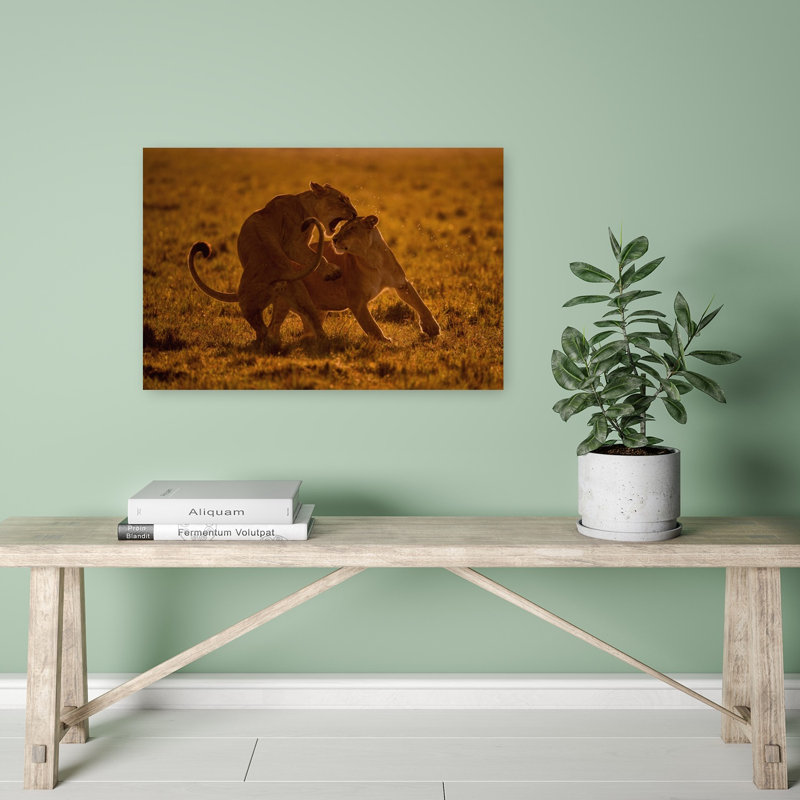 Golden Hour Lion Play Playful Abstract Contemporary Cat Lion Nature Sunset Wall Art Print 1 Piece Wrapped Canvas Wall Art