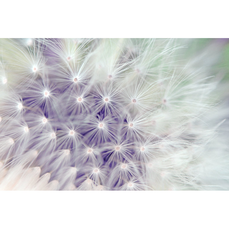 Dandelion by Lukbar - Wrapped Canvas Print, 30cm H x 46cm W x 3.8cm D