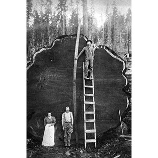 " Giant Sequoia Log "