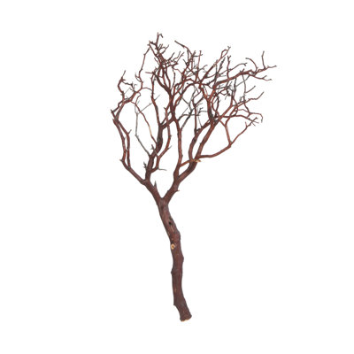 Manzanita Plant