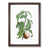 Walnut Framed
