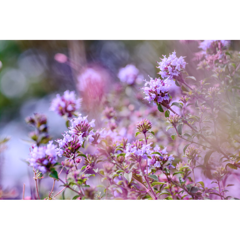 Origan en fleurs (Origanum Vulgare), H 8 po x l 12 po x P 1,25 po