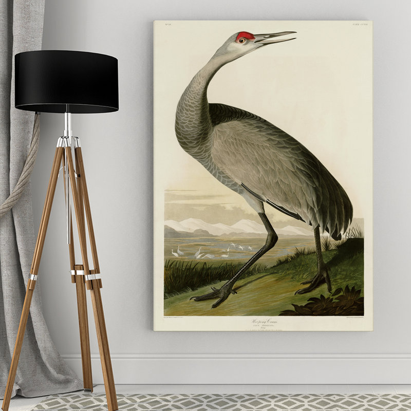 Whooping Crane by Audubon Graphic Art on Wrapped Canvas