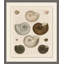 Khaki Shell Study 1 Print