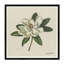Magnolia Print-907311281