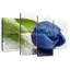 Tulipe bleu foncé Harnek-108837160