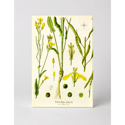 Brassica Napus oleifera DC. (1887) — Portrait Canvas Wall Art