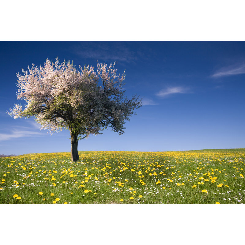 Perfect Sky by Wingmar, 8'' H x 12'' W