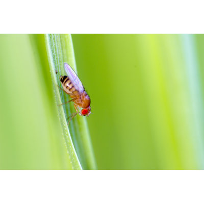 McClenithan Fruit Fly - Wrapped Canvas Print