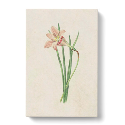 Pink Zephyr Lily Illustration - Wrapped Canvas