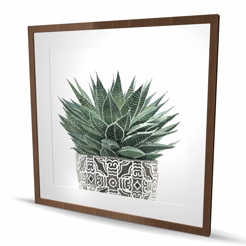 «Zebra Plant Succulent - Cactus Scandinavian», reproduction encadrée, H 36 po x l 36 po, Brun