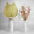 17'' Pampas Grass Plant