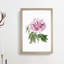Pink Tree Peony Flower - Picture Frame Painting Print-55601349-55601348