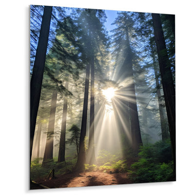 «God Rays Sunshine Through The Trees», impression d'art mural séquoia
