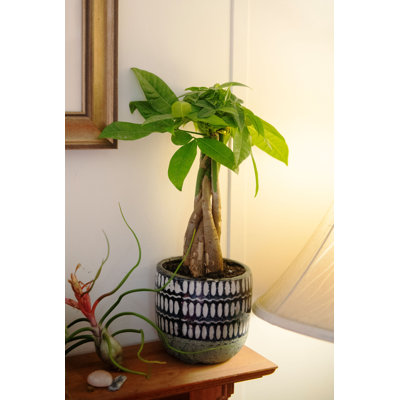 Pet Friendly American Plant Exchange Live Money Tree Bonsai Plant, 4-Inch Pot, Stylish Pot Cover Included,  Perfect for Home & Office