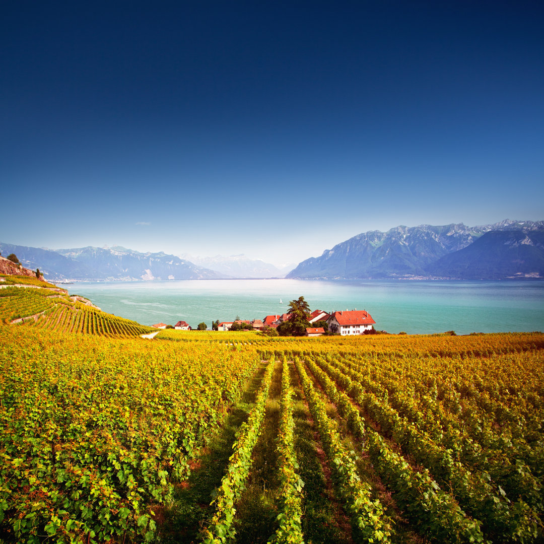 Lavaux-Weinberge bei Antares - Leinwandbild