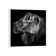 Lion And Lioness Portrait by Laurent Lothare Dambreville - Print on Canvas
