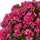 August Grove® Geranium Silk Flowering Plant in Farmhouse Planter UV ...