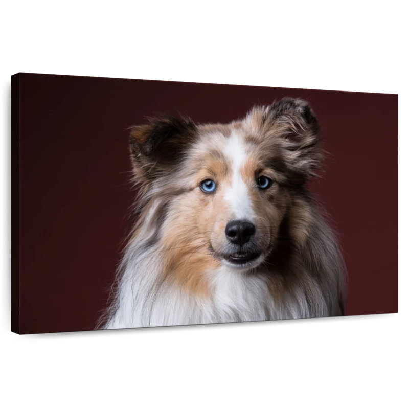 Adorable Sheltie, H 8 po x l 12 po