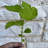 Primrue Live Hibiscus Plant