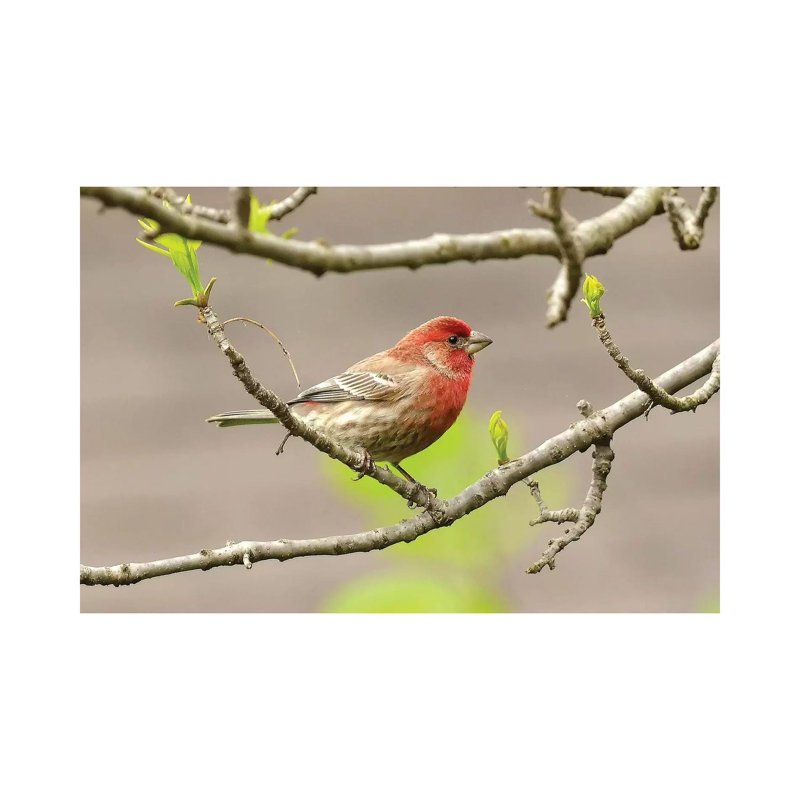 House Finch 1 Piece Wrapped Canvas Wall Art, 20.32cm H x 30.48cm W x 1.91cm D