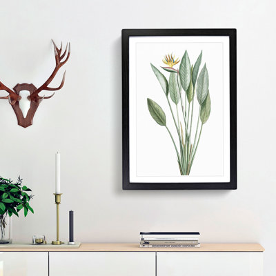 Bird of Paradise Flower by Pierre-Joseph Redoute - Picture Frame Painting Print