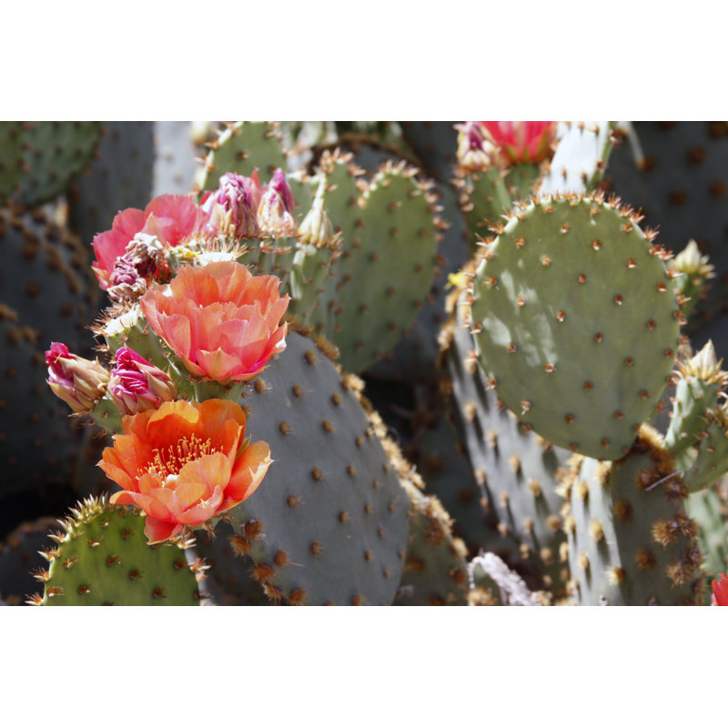 Desert Flowers by Nytumbleweeds - Wrapped Canvas Print, 61cm H x 91cm W