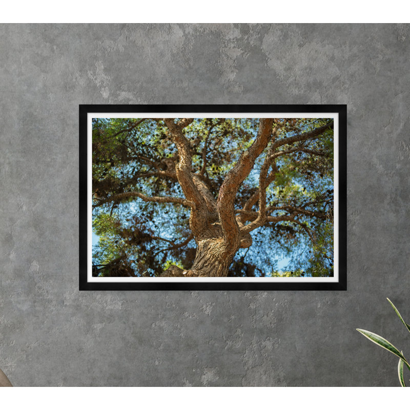 Athens Branches - Photographie avec cadre photo