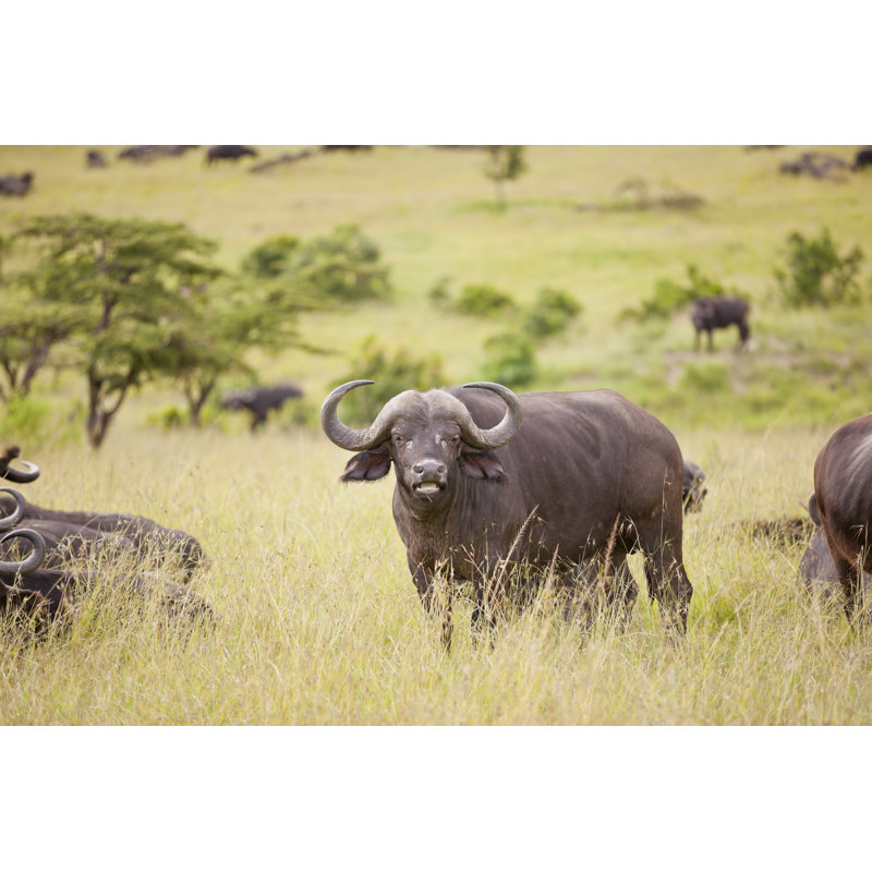 Buffalo par 1001Slide, H 24 po x l 36 po